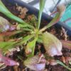 Lis Cobra - Darlingtonia california – Image 2