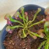 Lis Cobra - Darlingtonia california m – Image 2