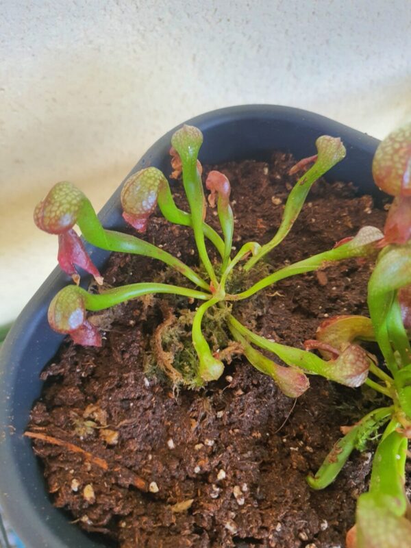 Lis Cobra - Darlingtonia california m