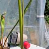 Sarracenia Areolata OBH1 x Flava atropurpuea SFA03 CA – Image 7