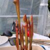 Sarracenia Oreophila x Atlas 5 – Image 2