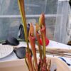 Sarracenia Oreophila x Atlas 5 – Image 3