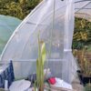 Sarracenia Black widow Sx113 – Image 7
