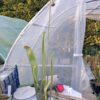Sarracenia Black widow Sx113 – Image 8