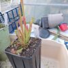 Sarracenia Farnhamii x S Leucophylla rose – Image 5