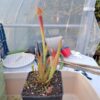 Sarracenia Farnhamii x S Leucophylla rose – Image 4