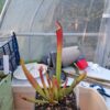 Sarracenia Farnhamii x S Leucophylla rose – Image 3