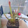Sarracenia Farnhamii x S Leucophylla rose – Image 2