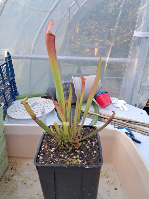Sarracenia Farnhamii x S Leucophylla rose