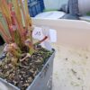 Sarracenia Oreophila x Atlas 5 – Image 4