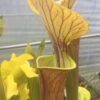 Sarracenia Flava All Red Near 1M Of High - Image 2