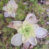 Plante carnivore : Pinguicula ibarrae, lanchinol, Mexico – Image 3