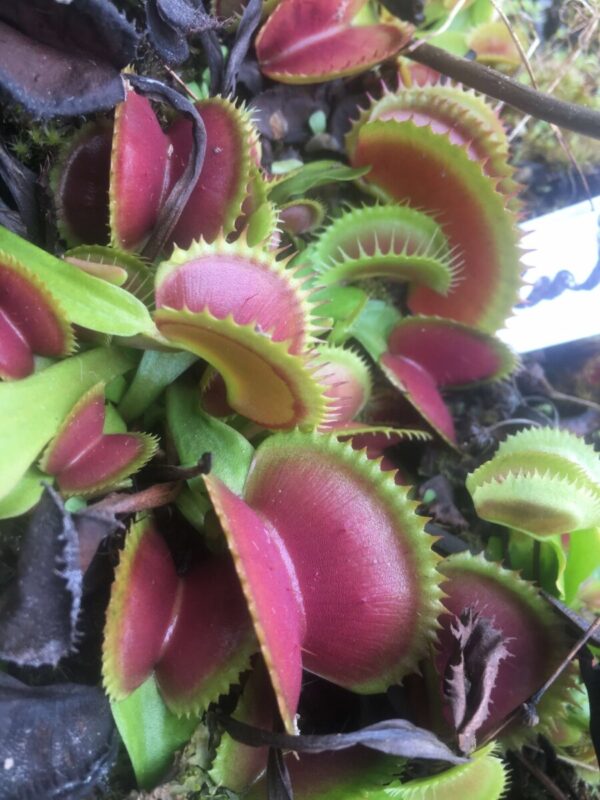 Dionaea Muscipula Dracula taille XL Giant size traps up to 4 cm - 5 cm cultivar