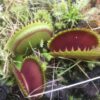 Dionaea Muscipula Dracula taille XL Giant size traps up to 4 cm - 5 cm cultivar - Image 2