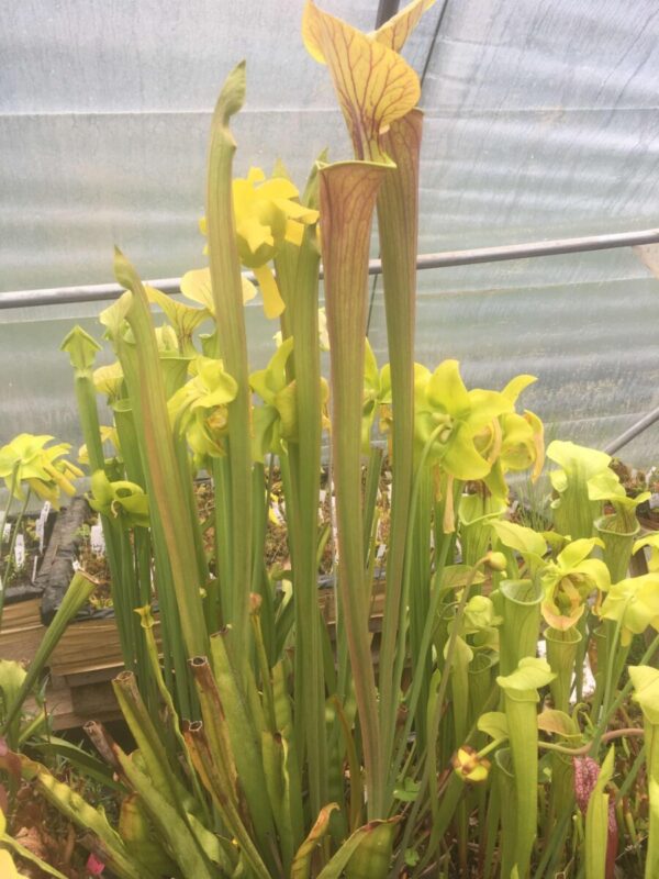 Sarracenia Flava All Red Near 1M Of High
