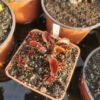 Dionaea muscipula -- Red Sawtooth - Image 2