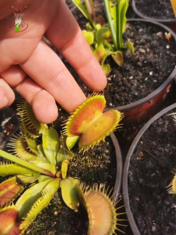 Dionaea muscipula -- "Antonov 225