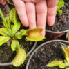 Dionaea muscipula -- "Antonov 225 - Image 2