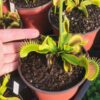 Dionaea muscipula -- "Antonov 225 - Image 3
