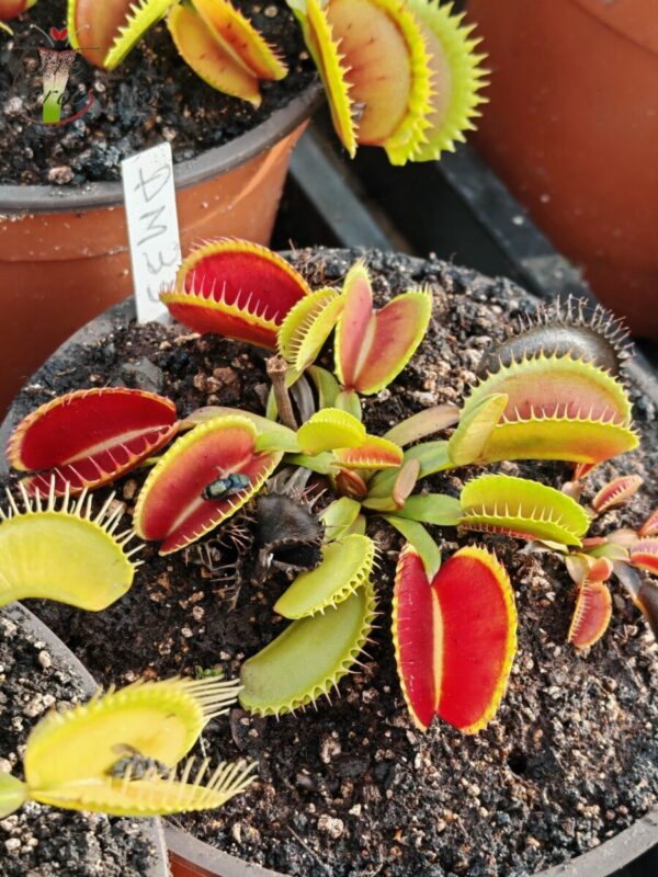 Dionaea muscipula -- Sandokan