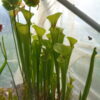 Sarracenia Flava - Image 2