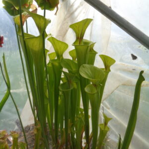 Sarracenia Flava hybride