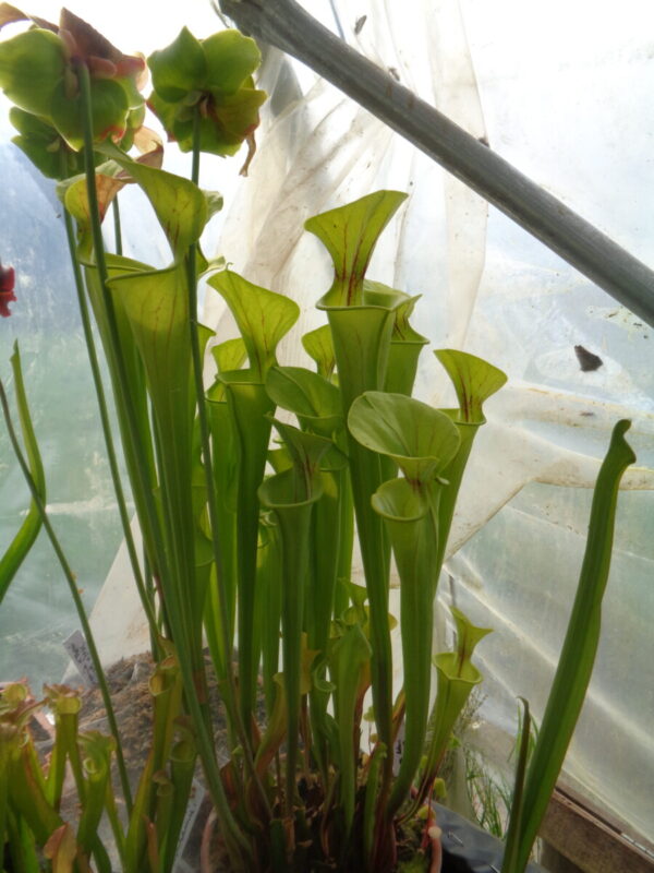 Sarracenia Flava hybride