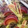 Plants dionaea Fake Dracula (G14 x Dentate) + royal red X dentate + shark teeth - Image 5