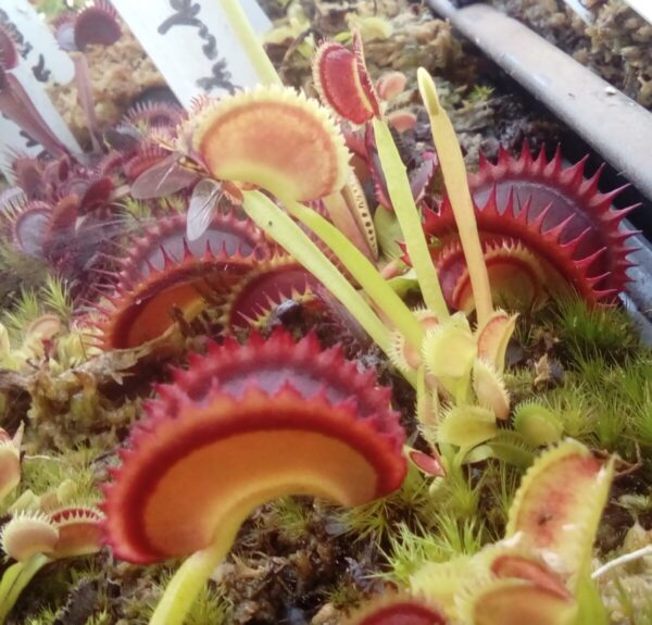 Carnivorous plants: dionaea shark teeth + droseras capensis + droseras binata