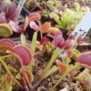plantes carnivores kit de semis, germination's kit seeds Mix of dionaea/droseras - Image 3