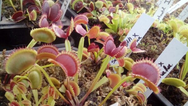carnivorous plants Mystery box of 5 dionaea plants