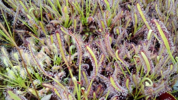 carnivorous plants drosera capensis Alba X 3 plants cultivar