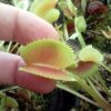 dionaea muscipula La Grosse À Guigui Clone Géant cultivar – Image 2