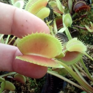 Lots 4 plants de dionaea Géantes hybrides horticoles Tailles L / Size L GIANT PLANTS