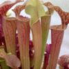 Sarracenia Tygo - Image 2