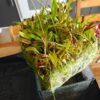 Utricularia Longifolia - Bare root - Image 5