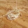 Utricularia Longifolia - Bare root - Image 2