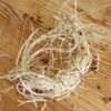 Utricularia Longifolia - Bare root - Image 3