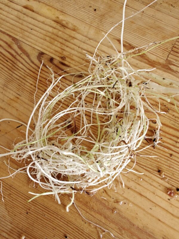 Utricularia Longifolia - Bare root