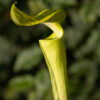 Sarracenia hybride No 49 – Image 5