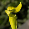 Sarracenia hybride No 49 – Image 4