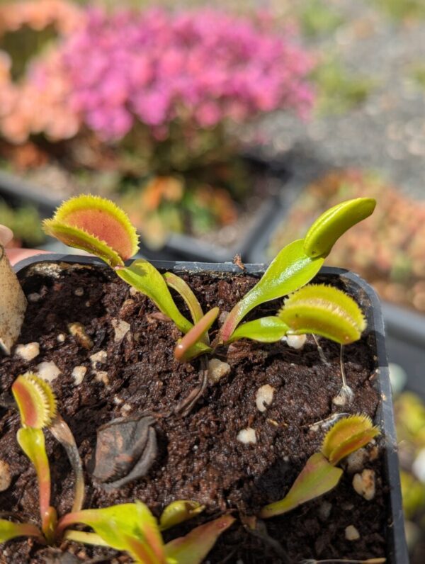 Dionaea Giant Clam