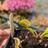 Dionaea Giant Clam – Image 2