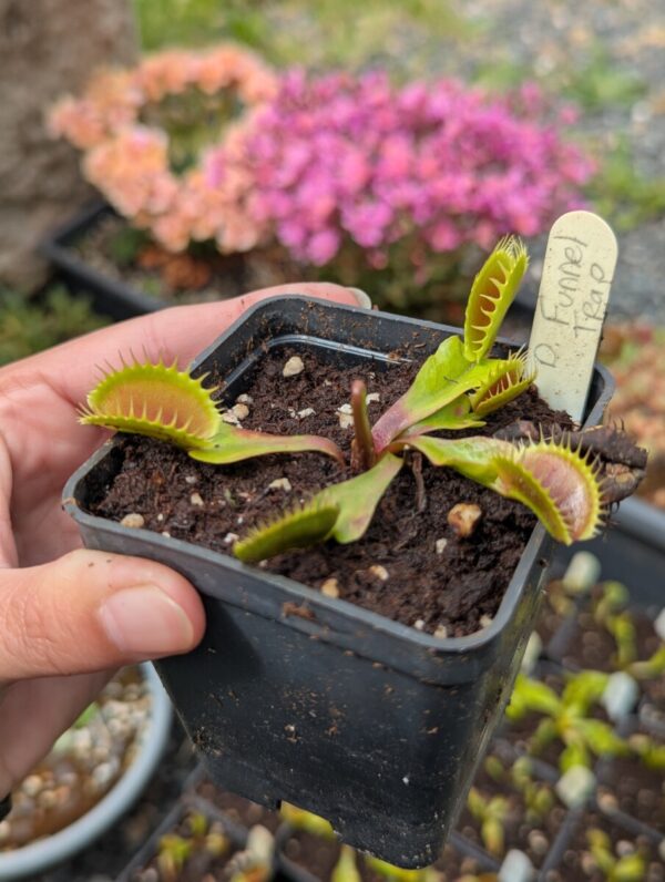 Dionaea funnel trap