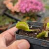 Dionaea funnel trap – Image 2