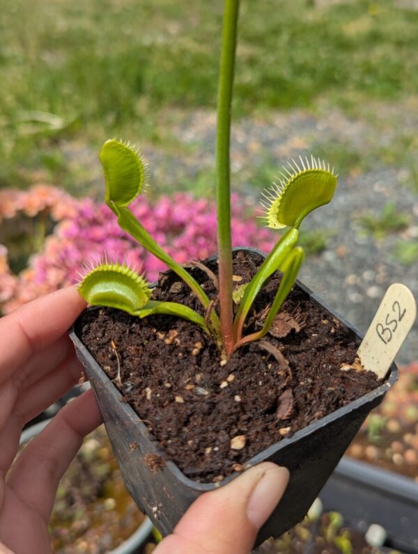 Dionaea B52