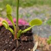 Dionaea B52 – Image 2