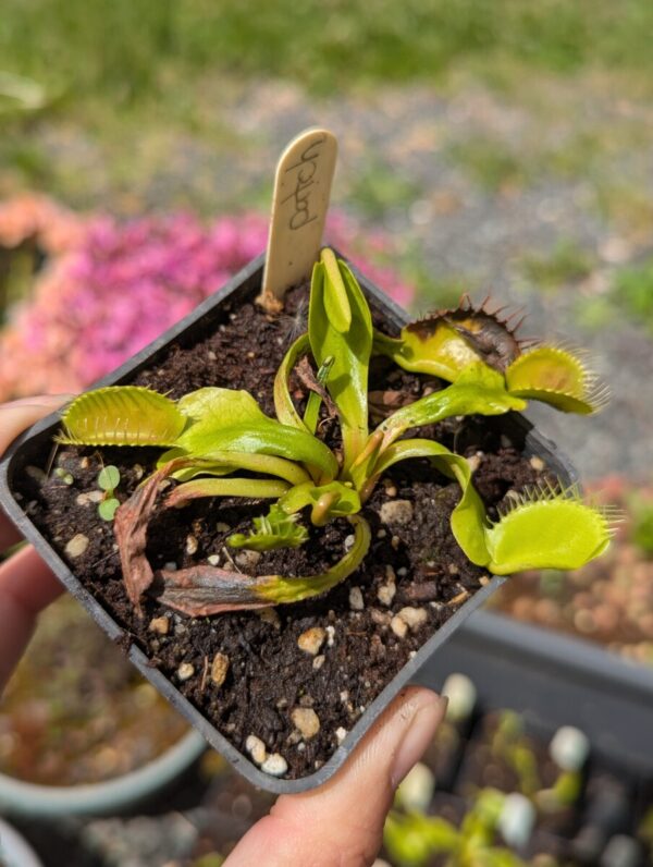 Dionaea Patch