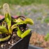 Dionaea Patch – Image 2