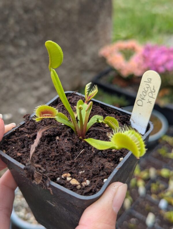 Dionaea Dracula x Purple Giant